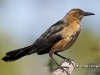 boat-tailed-grackle-01