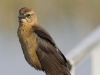 boat-tailed-grackle-02