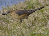 boat-tailed-grackle-03