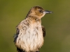 boat-tailed-grackle-04