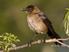 boat-tailed-grackle-05