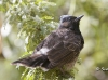 bulbul-02