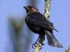 cowbird-01