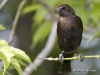 cowbird-02