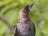 cowbird-03