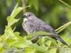 cowbird-04