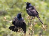 grackle-01
