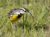 meadowlark-01