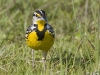 meadowlark-02