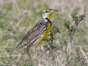 meadowlark-03