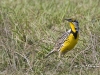 meadowlark-04