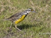 meadowlark-05