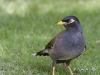 myna-01