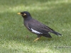 myna-02
