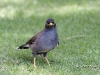 myna-03