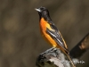 oriole-01