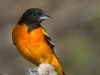 oriole-02