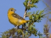 oriole-03