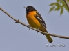 oriole-04
