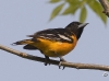 oriole-05