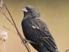 red-winged-blackbird-01