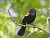 red-winged-blackbird-02