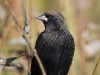 red-winged-blackbird-03