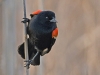 red-winged-blackbird-04
