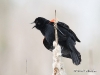 red-winged-blackbird-05