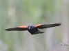 red-winged-blackbird-06