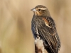 red-winged-blackbird-07
