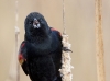 red-winged-blackbird-08