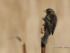 red-winged-blackbird-09