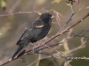 red-winged-blackbird-10