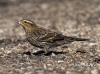 red-winged-blackbird-11