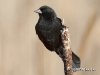red-winged-blackbird-12