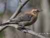 rusty-blackbird-01