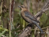 rusty-blackbird-02