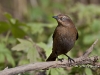 rusty-blackbird-03