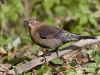 rusty-blackbird-04