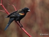 Red Winged Blackbird 13