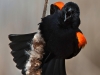 Red Winged Blackbird 14