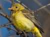 Western Tanager 01