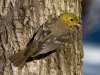 Western Tanager 02