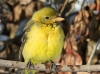 Western Tanager 03