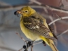 Western Tanager 04