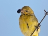 Western Tanager 05