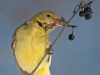 Western Tanager 06