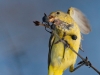 Western Tanager 07