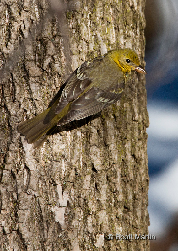 Western Tanager 02
